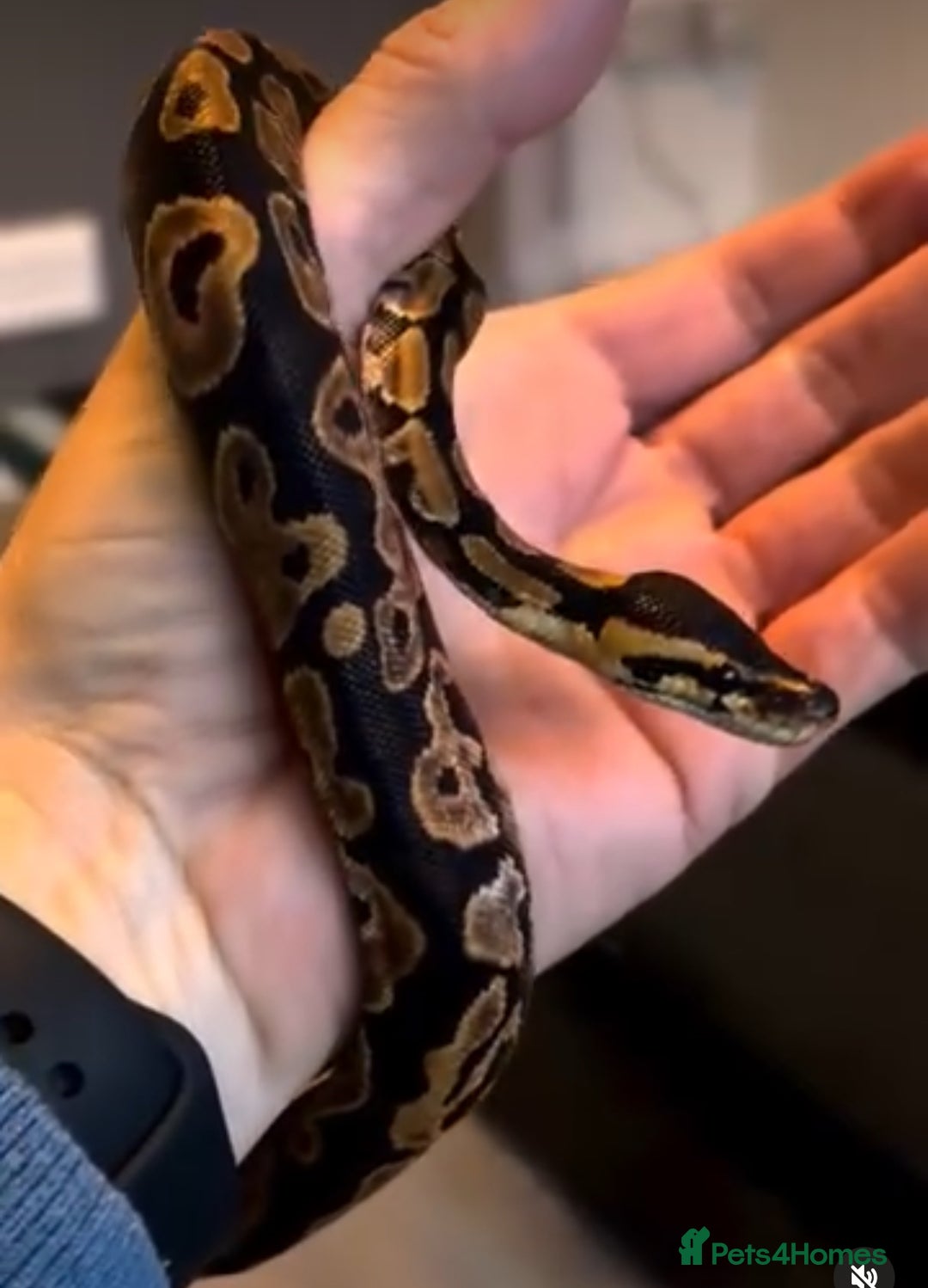 Python Snake reptiles for sale: Two ball pythons plus 4ft vivarium  - Image 2