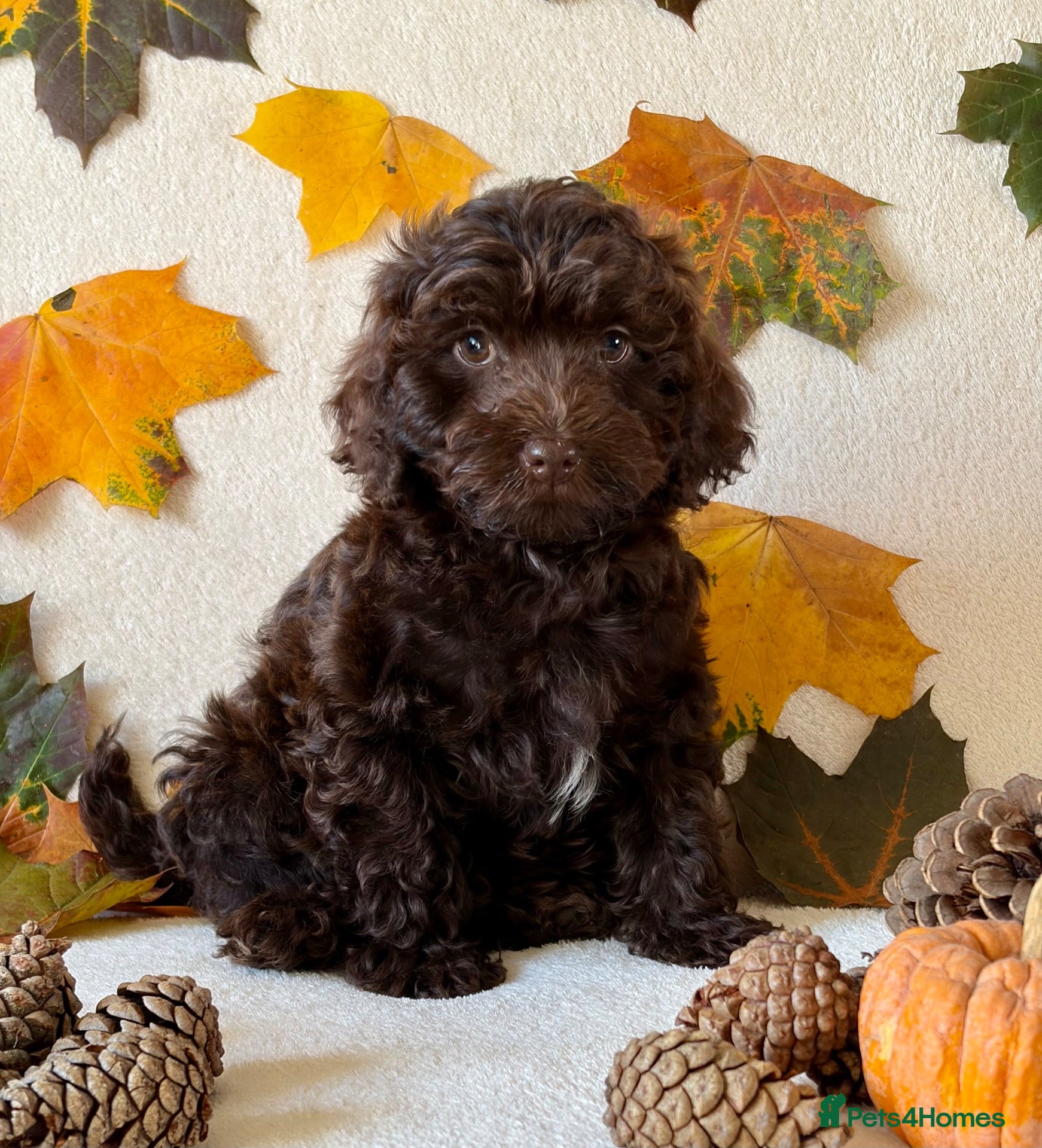 Cockapoo dogs Bundles of Joy - Advert 12