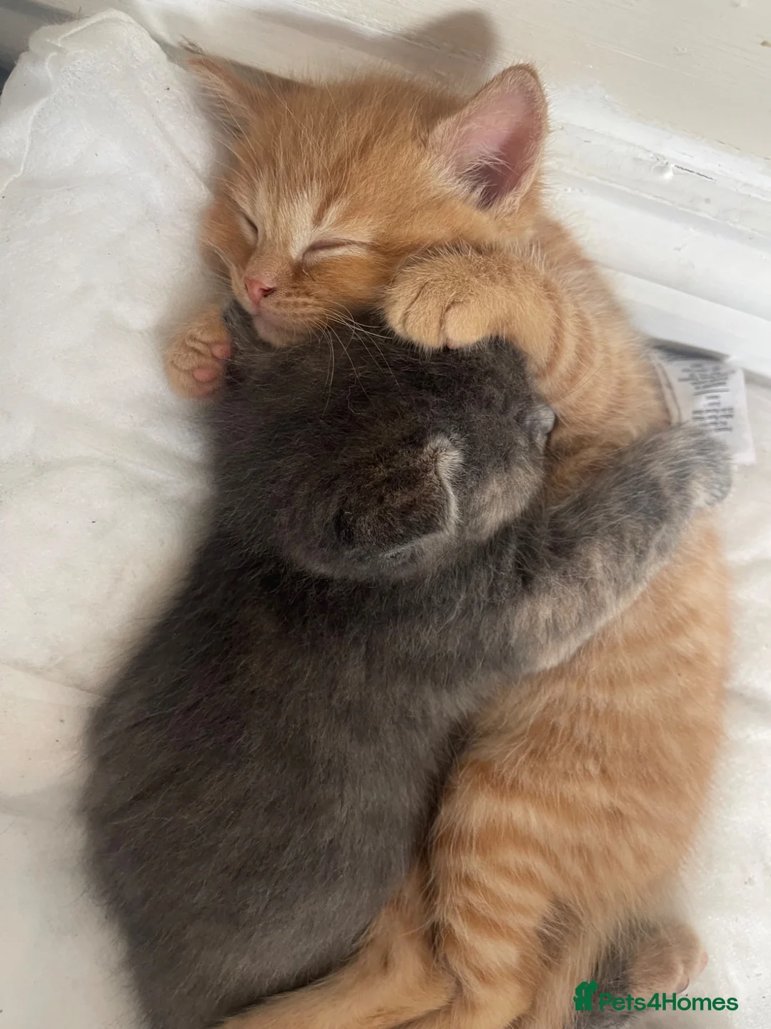 Mixed Breed cats for sale: 2 beautiful kittens  in Llanelli - Advert 2