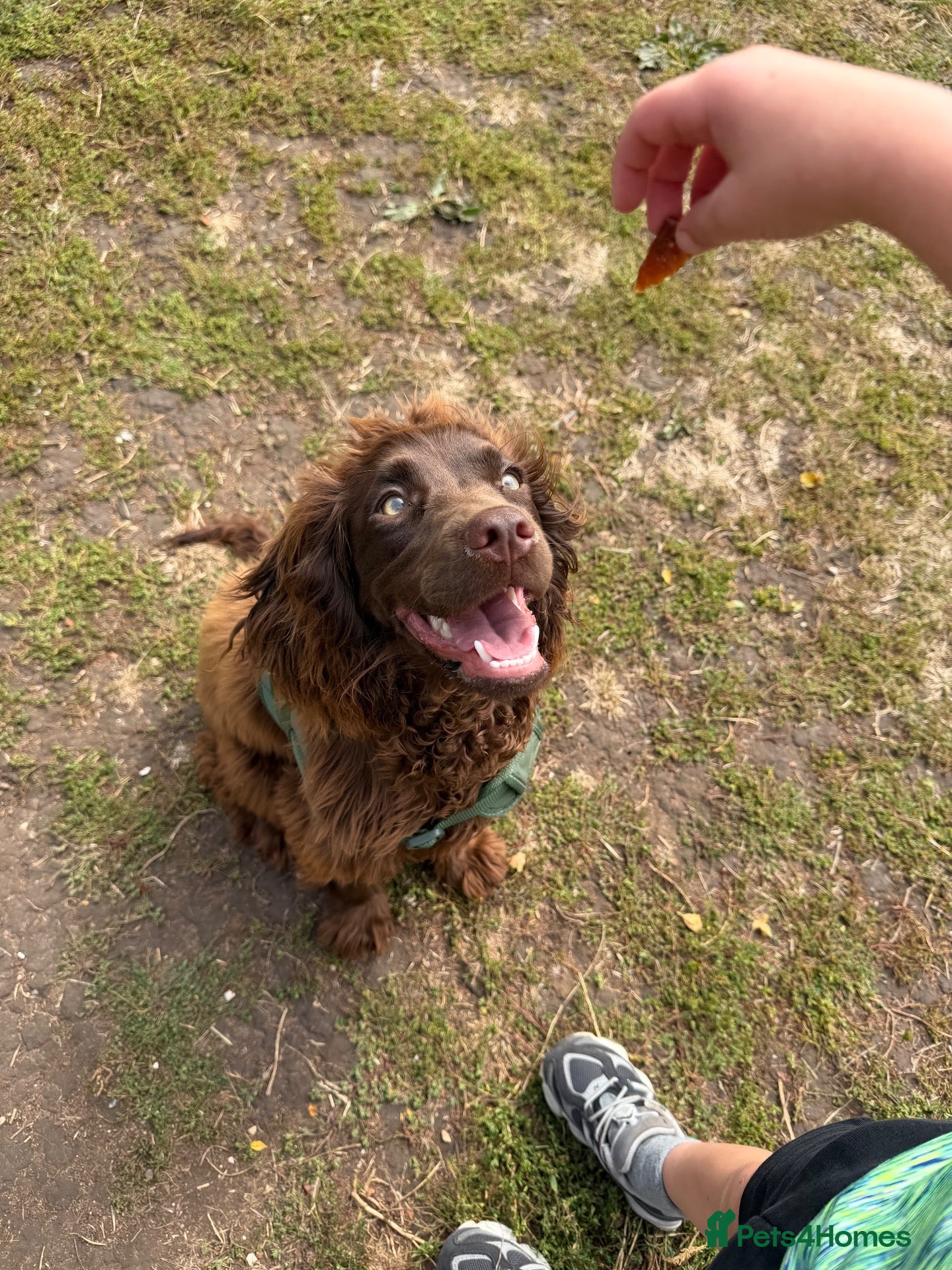 Cocker Spaniel dogs Female chocolate cocker  - Advert 2