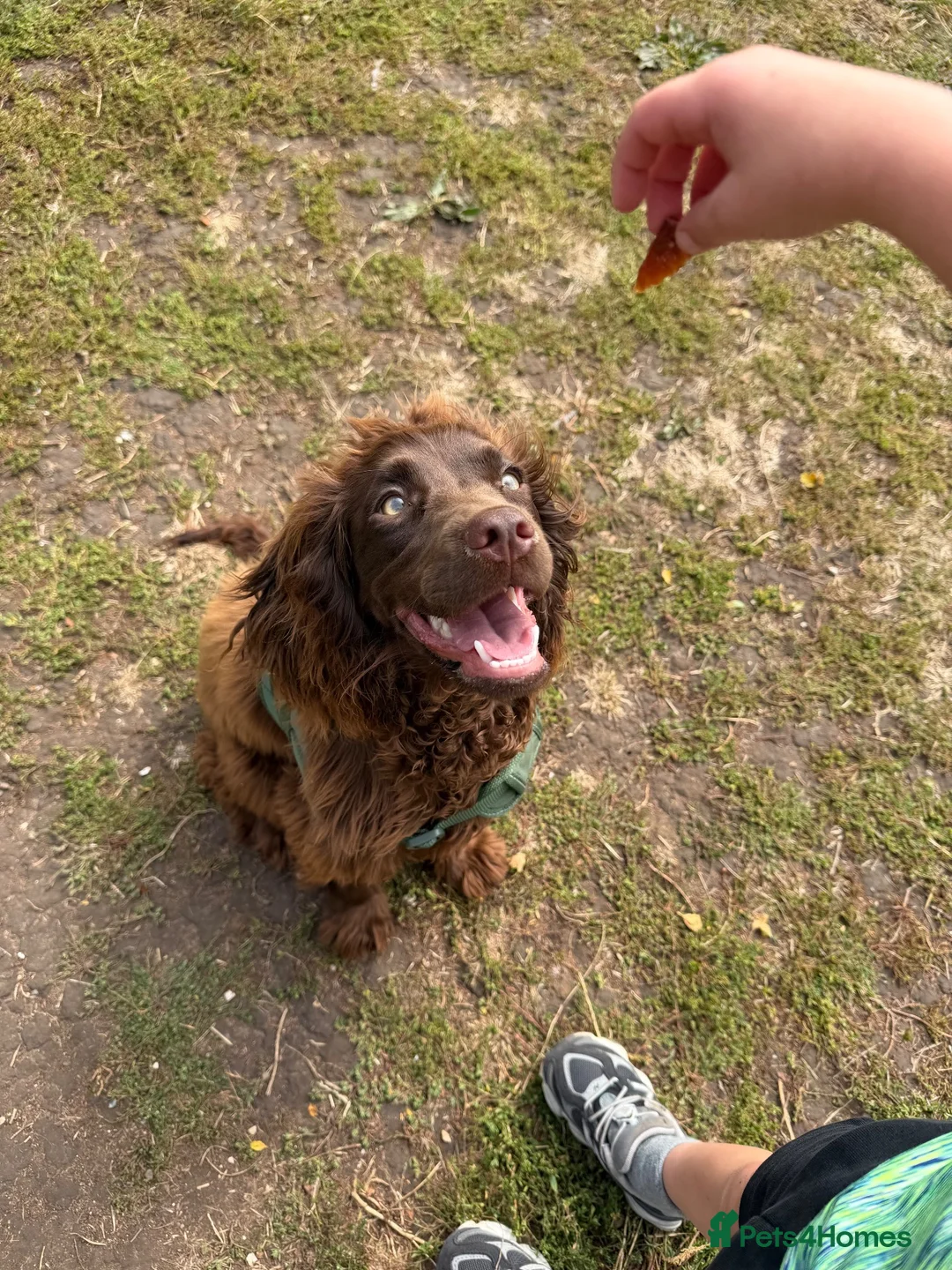 Cocker Spaniel dogs for sale: Female chocolate cocker  - Advert 1