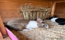 Dutch rabbits for sale: Baby Dutch Rabbits For Sale - Coventry - Image 5