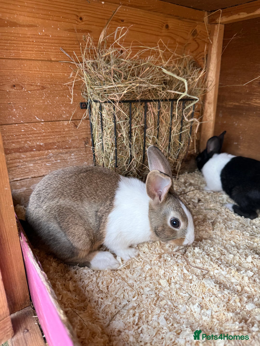 Dutch rabbits for sale: Baby Dutch Rabbits For Sale - Coventry - Image 5