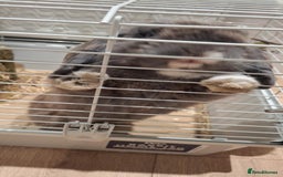 Mini Lop rabbits for sale: Male Mini Lop Rabbit with Hutch and accessories - Image 6