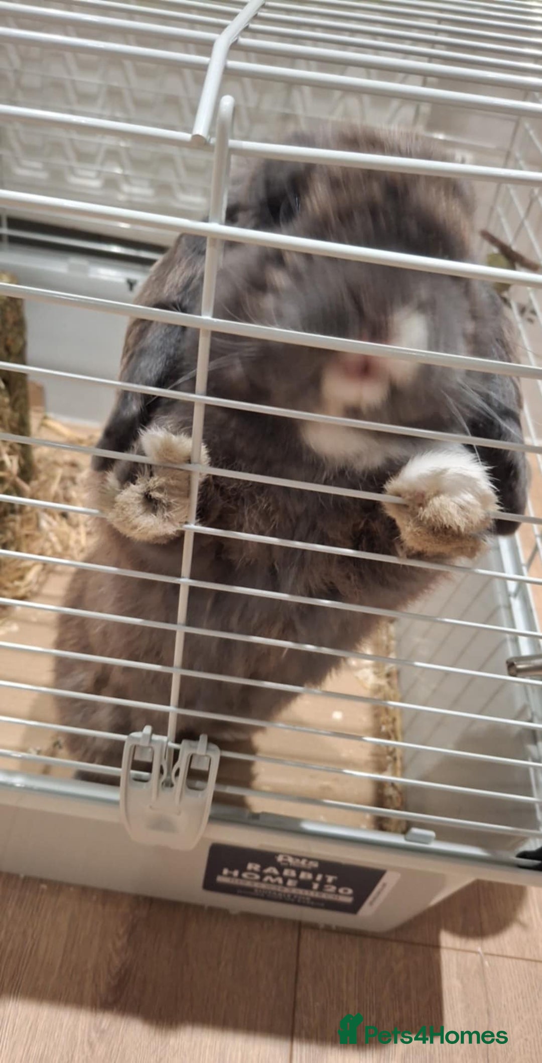 Mini Lop rabbits for sale: Male Mini Lop Rabbit with Hutch and accessories - Image 6