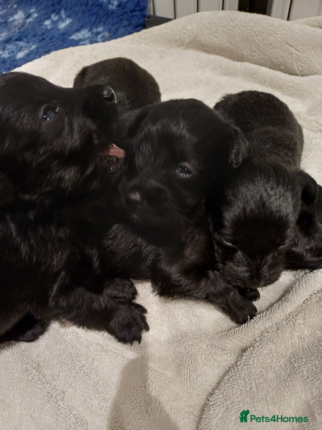 Schnoodle dogs for sale: Schnoodles - poodle and schnauzer mix - Advert 11