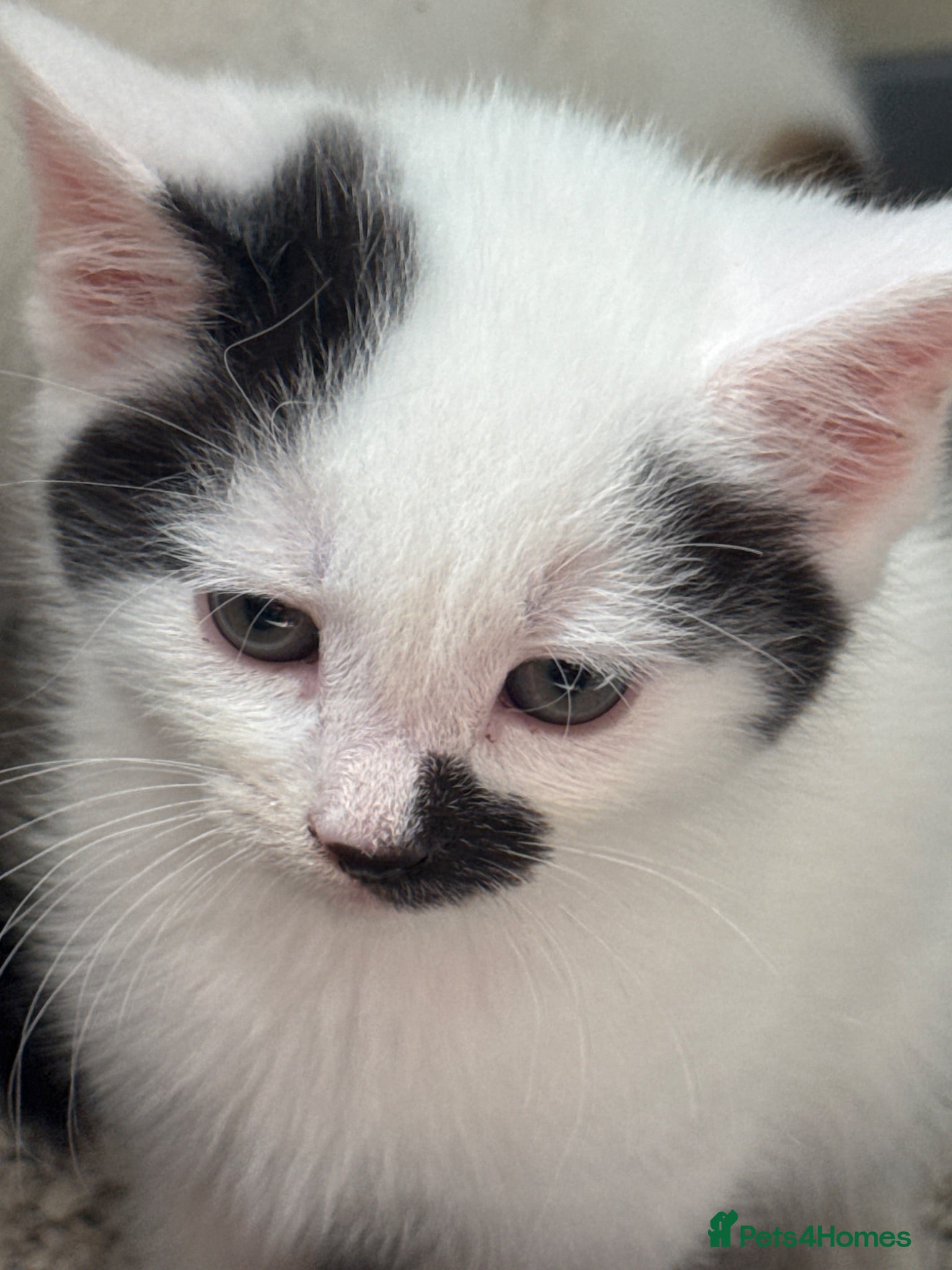 Mixed Breed cats Kittens - Advert 7