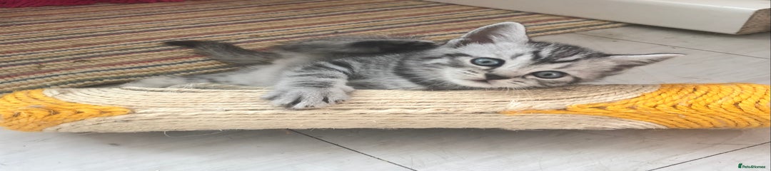 Silver Tabby (Ziggy)