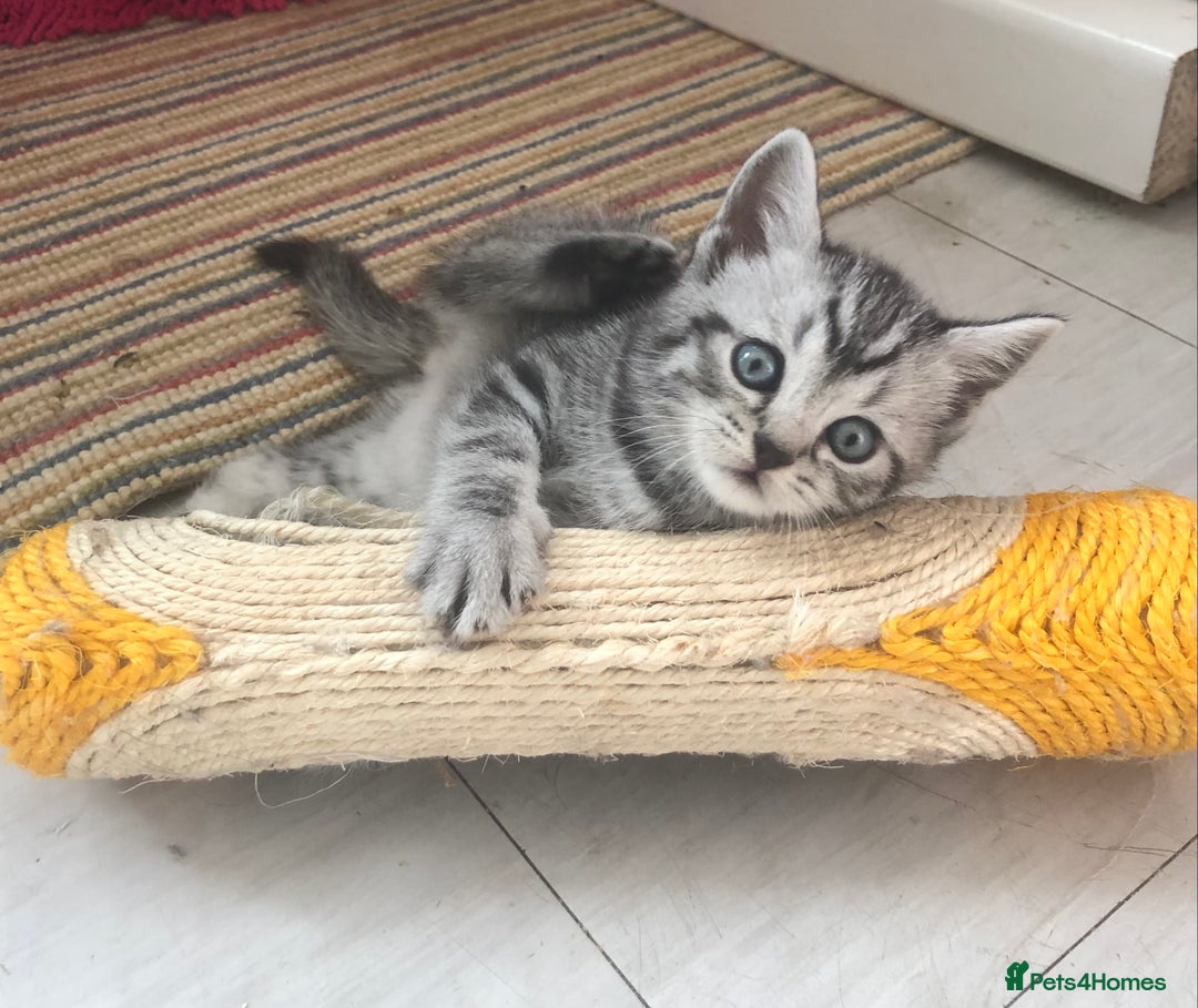 Scottish Fold cats for sale: STUNNING KITTENS FOR SALE! - Image 3