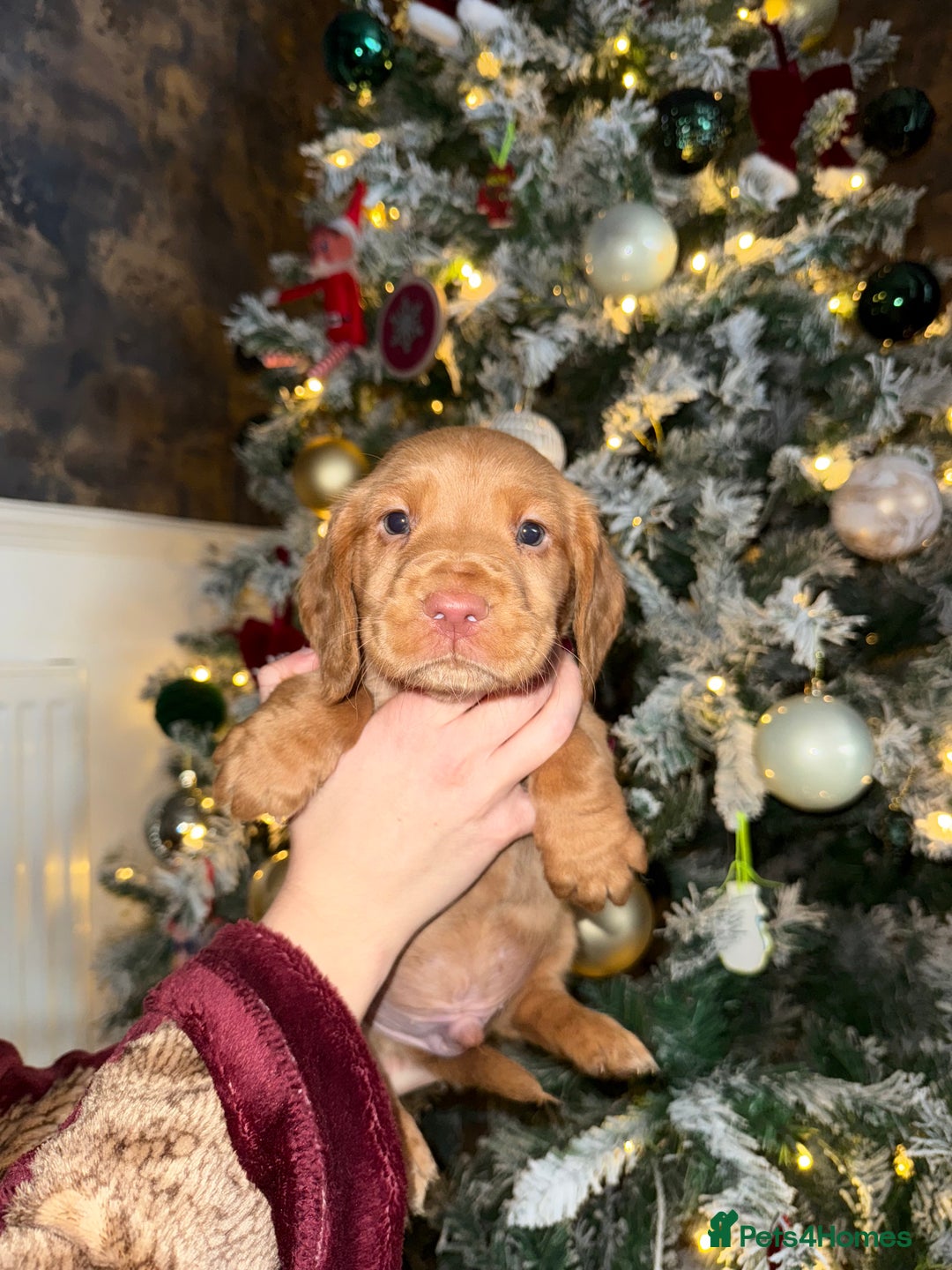 Cockerdor dogs for sale: FOX RED COCKERDOR PUPS  - Advert 4