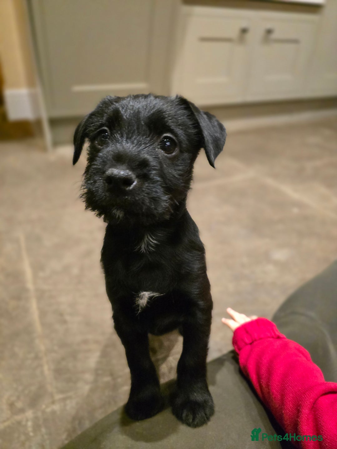 Mixed Breed dogs for sale: Border terrier cross patterdale terrier - Advert 8