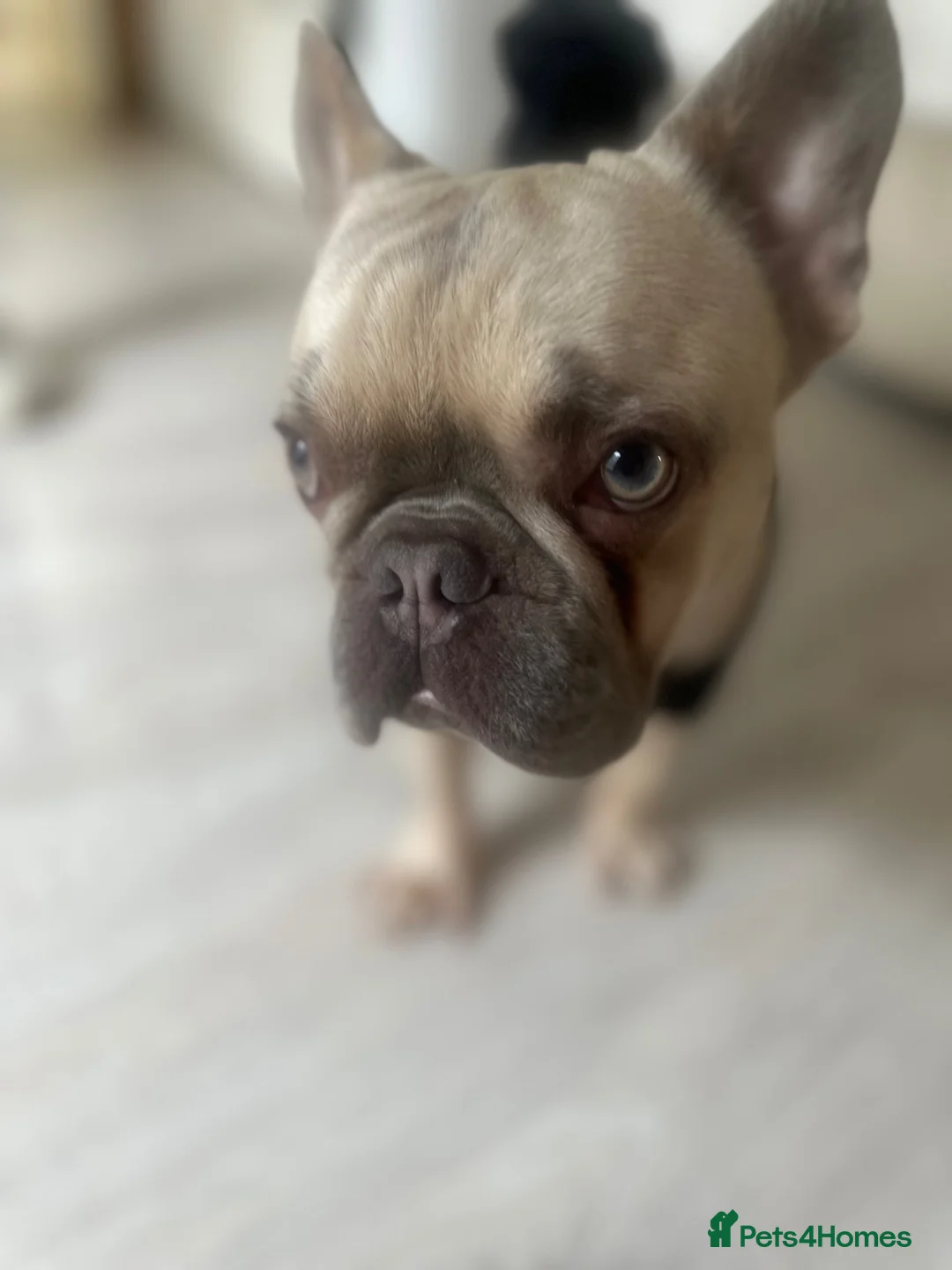 French Bulldog dogs for stud: Caesar  - Advert 1