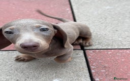 Miniature Dachshund dogs for sale: Miniature dachshund for sale - Image 4