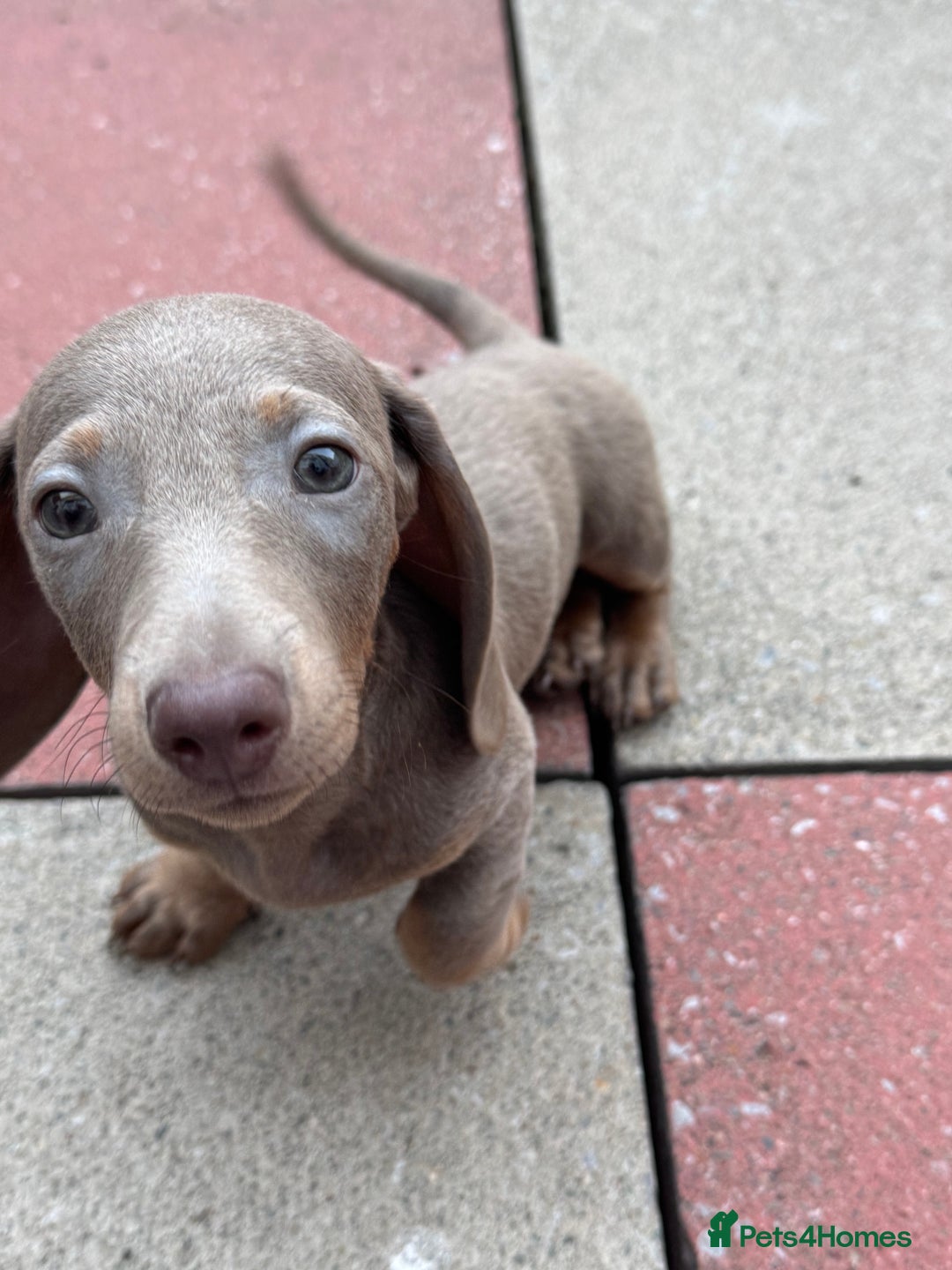 Miniature Dachshund dogs for sale: Miniature dachshund for sale - Image 4