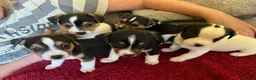 Mixed Breed dogs for sale: Jack Chi puppies, 5 boys, ready end of Feb - Advert 2