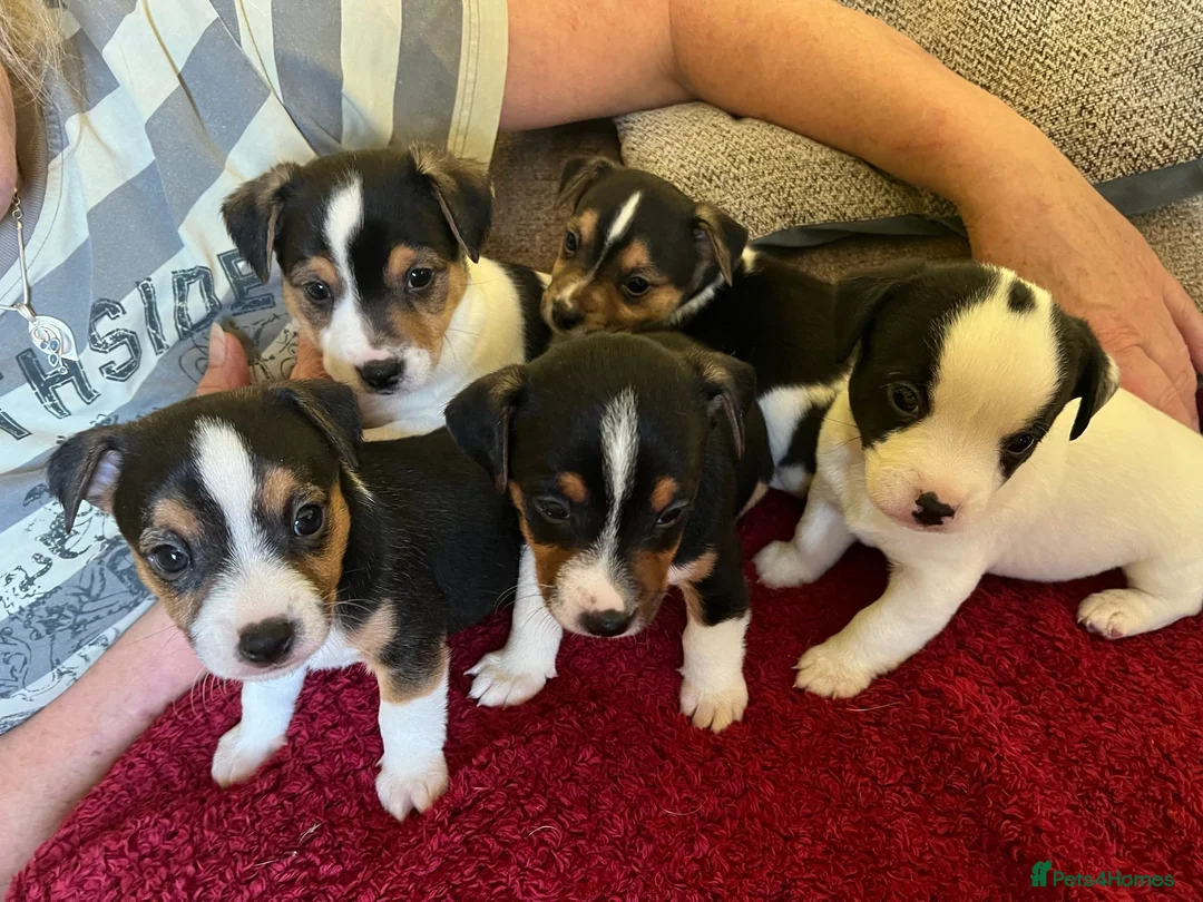 Mixed Breed dogs for sale: Jack Chi puppies, 5 boys, ready end of Feb - Advert 2