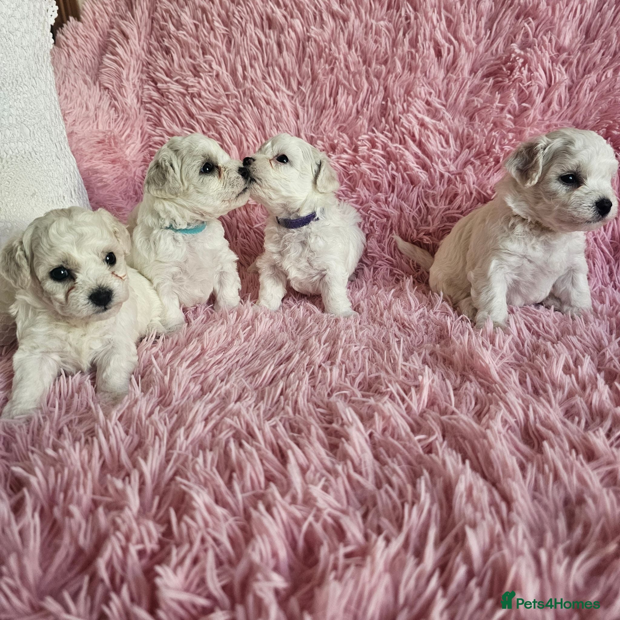 Bichon Frise dogs Bichon Frise puppy's  - Advert 1