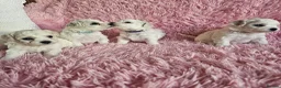 Bichon Frise dogs for sale: Bichon Frise puppy's  - Advert 1