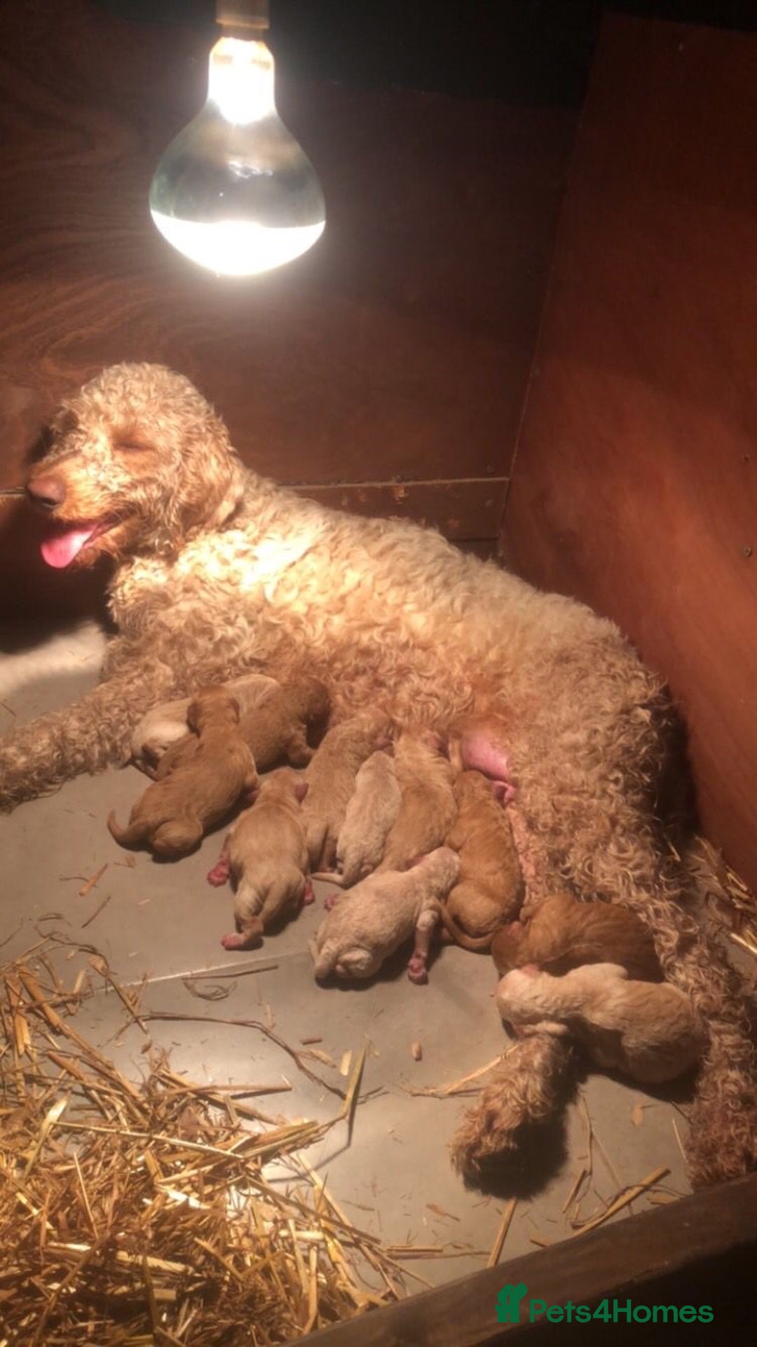 Irish Doodle dogs for sale: Irish doodle puppies - Image 7