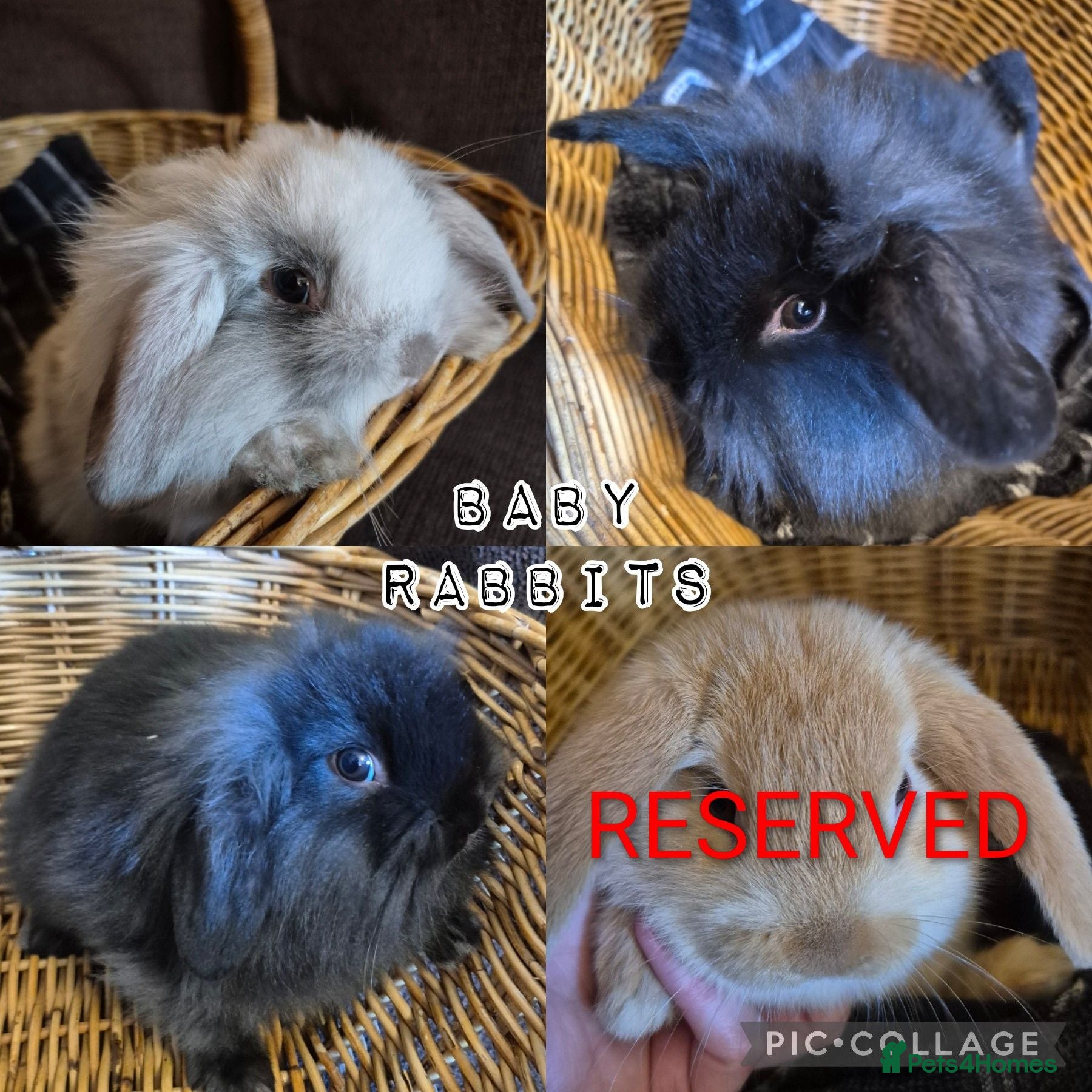 Mini Lion Lop rabbits READY THIS WEEKEND! Mini Lion Lop Baby Rabbits! - Advert 1