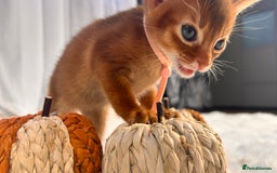Abyssinian cats for sale: TICA champion line Abyssinian kittens  - Image 10