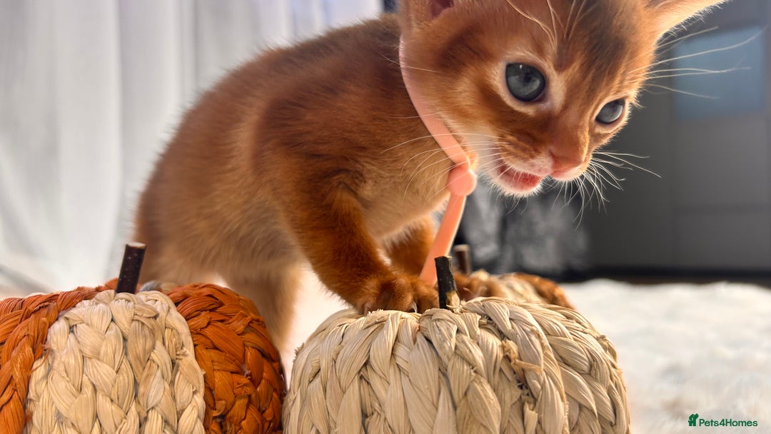 Abyssinian cats for sale: TICA champion line Abyssinian kittens  - Image 10