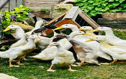 Ducks poultry for sale: Indian Runner Ducks - READY NOW 😊 - Image 7