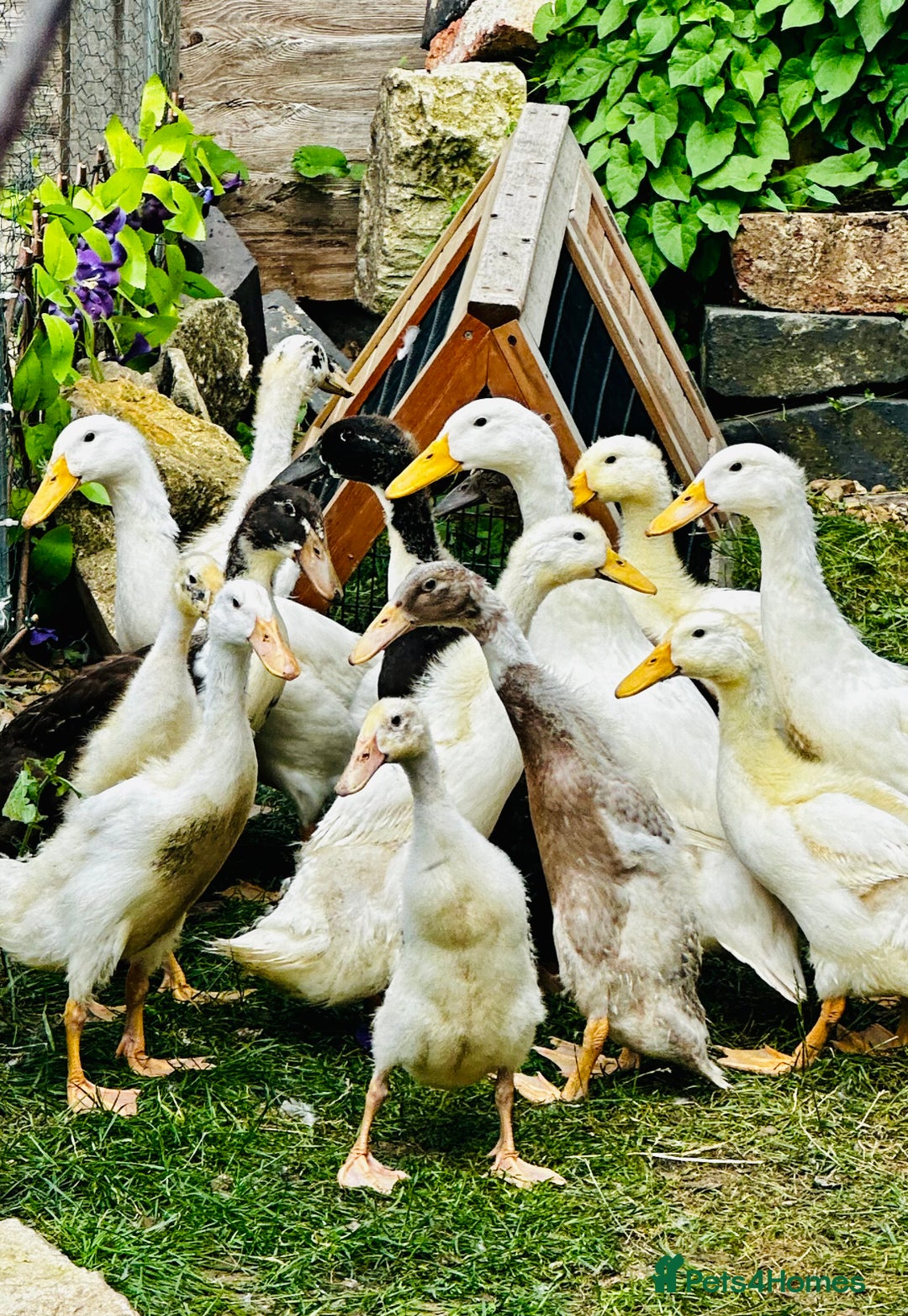 Ducks poultry for sale: Indian Runner Ducks - READY NOW 😊 - Image 7