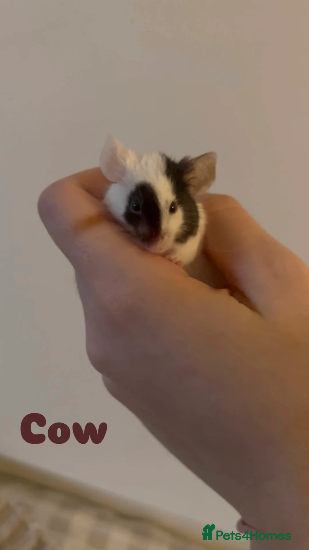 Mouse rodents for sale: Female mice for homes. ⭐️ - Advert 9