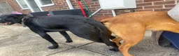 Labrador Retriever dogs for stud: Kc registered black lab - Advert 3