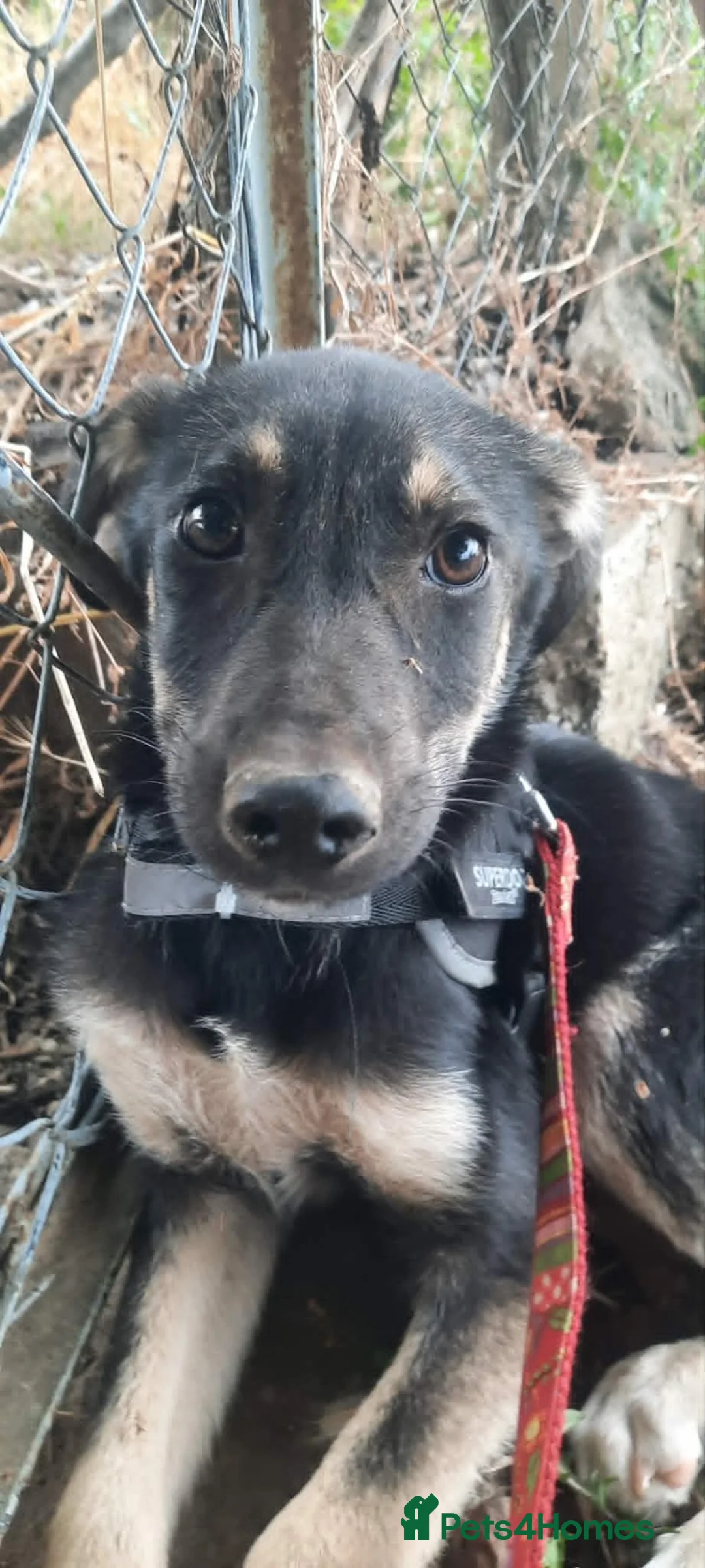 Mixed Breed dogs for adoption: Sweet ‘Beans’ is looking for a family 🫘🤎 - Advert 5