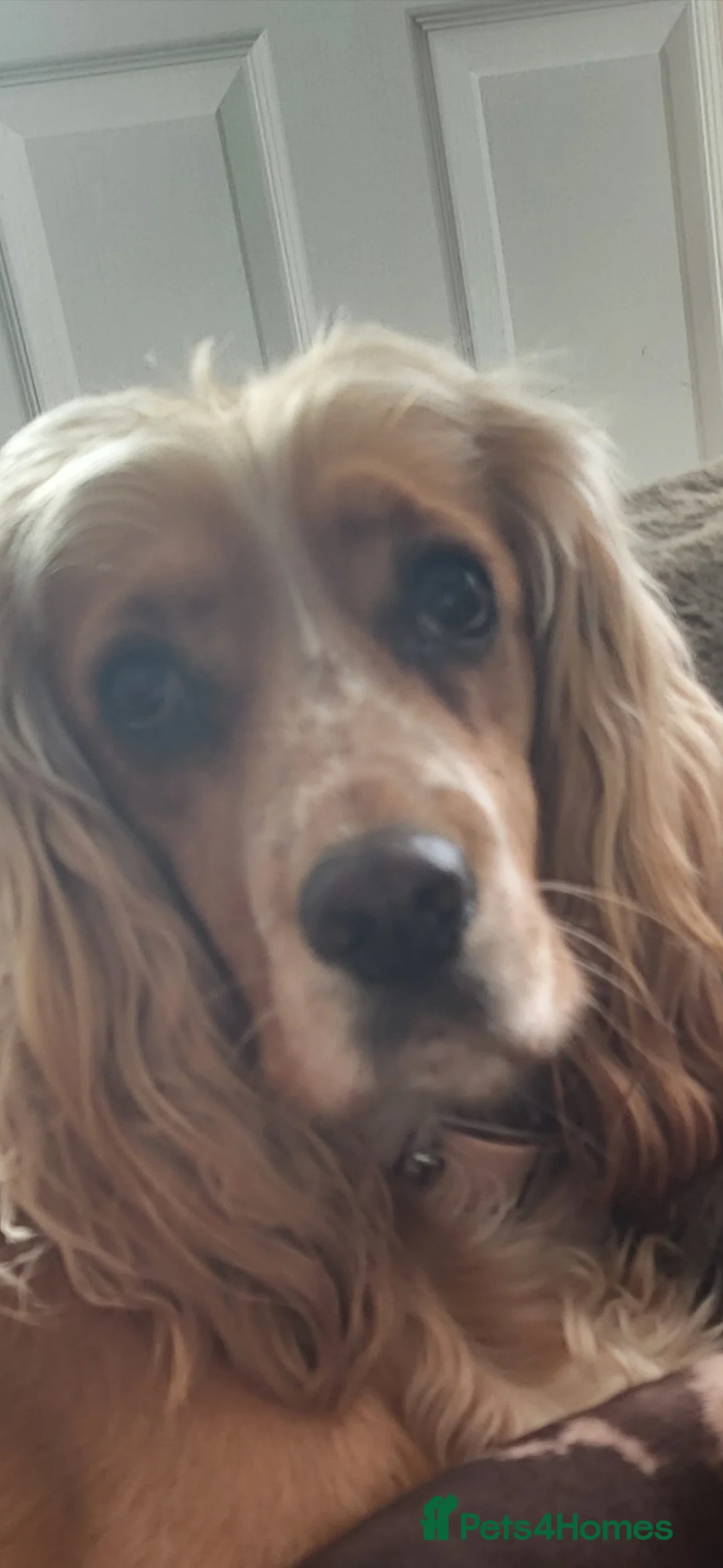 Cocker Spaniel dogs for sale: Cocker spaniel - Advert 1