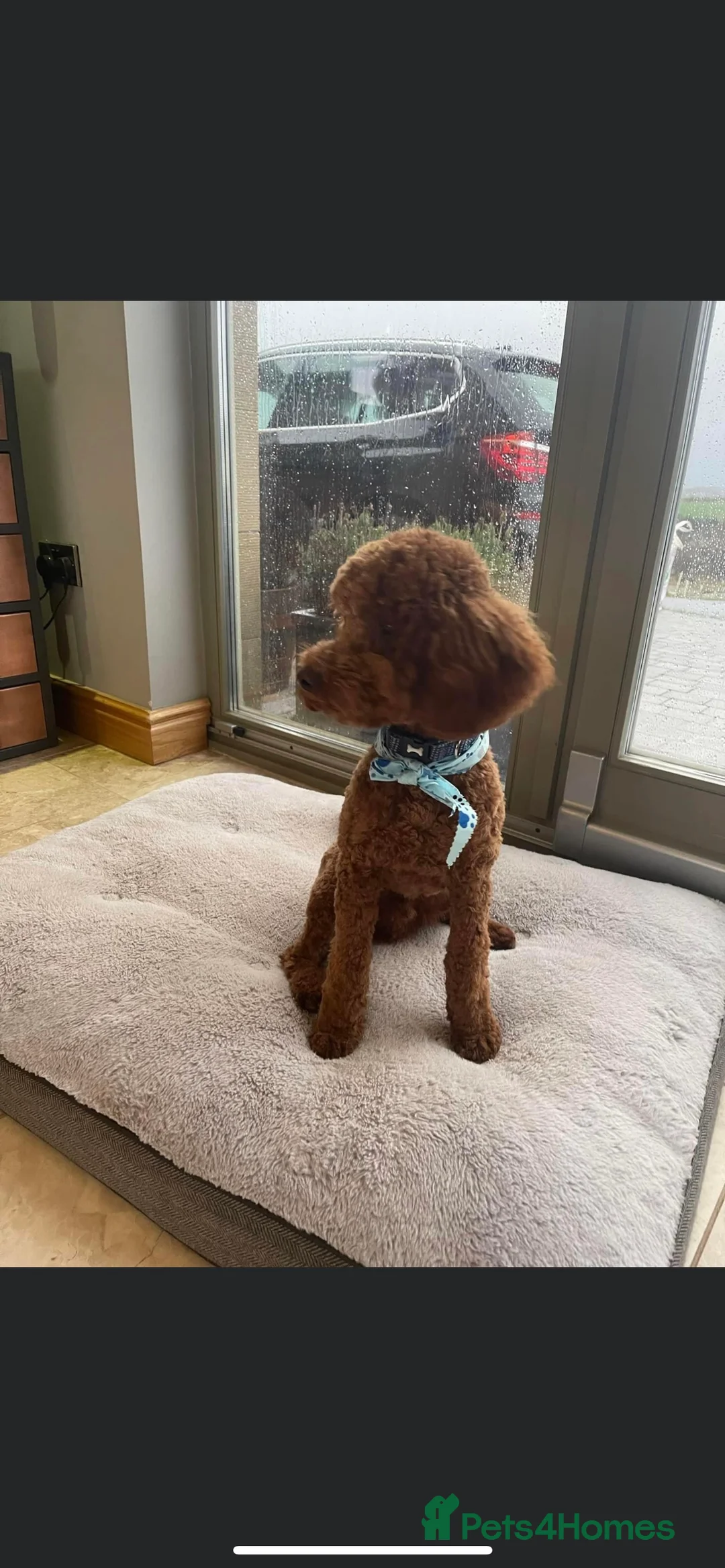 Miniature Poodle dogs for stud: KC REGISTERED DEEP RED MINATURE POODLE STUD in Bathgate - Advert 2