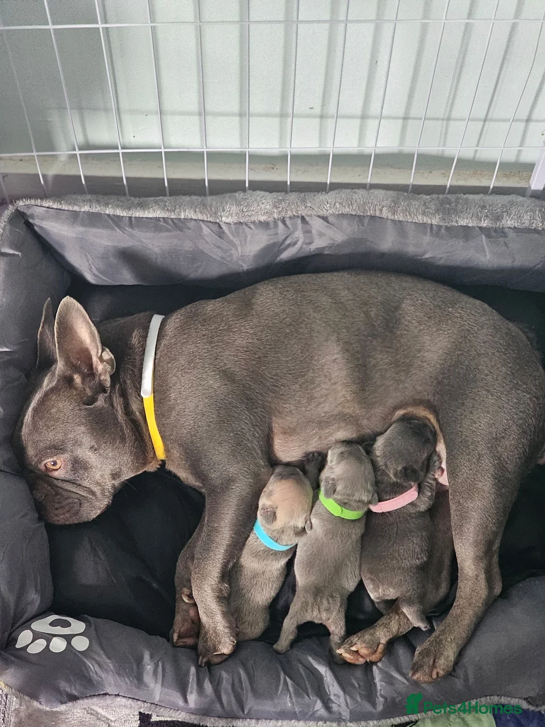 French Bulldog dogs for sale: French bulldogs  in Orpington - Advert 1