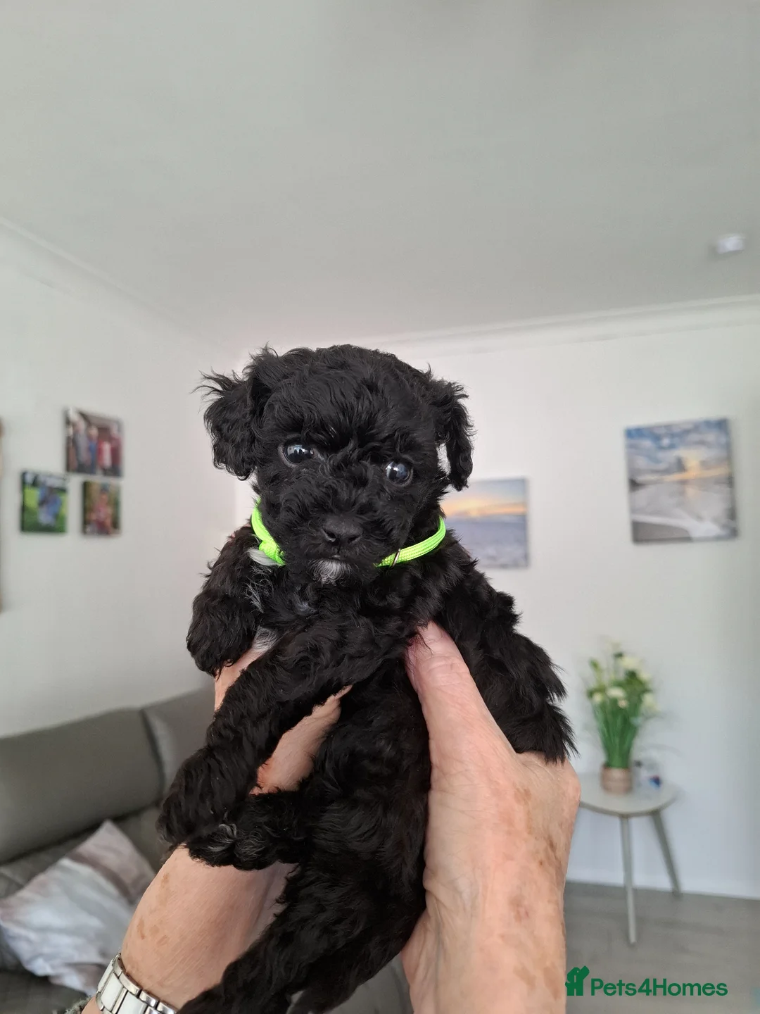 Maltipoo dogs for sale: 2 little black boys in Stoke-on-Trent - Advert 4