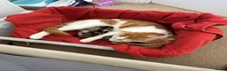 Mixed Breed cats for sale: Litter of 5 kittens  in Eye - Advert 2