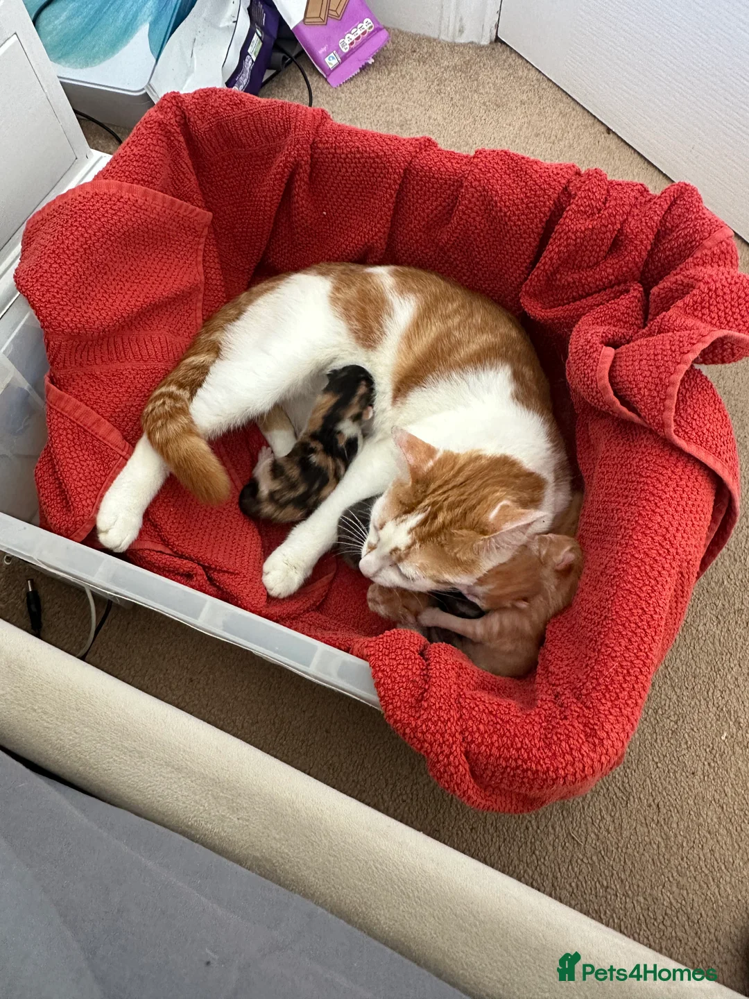 Mixed Breed cats for sale: Litter of 5 kittens  in Eye - Advert 2