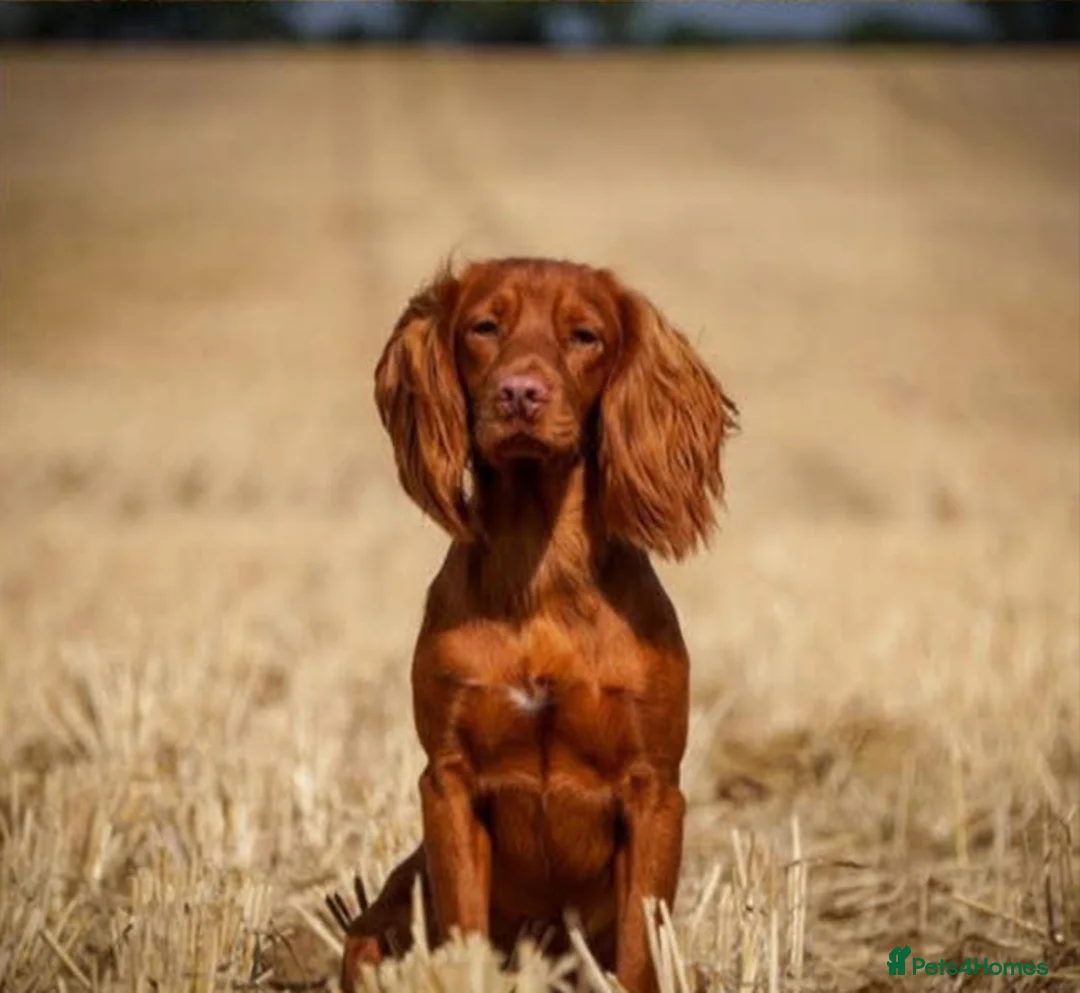 Cocker Spaniel dogs for sale: Health Tested Working Cocker Spaniel Puppies - Advert 12