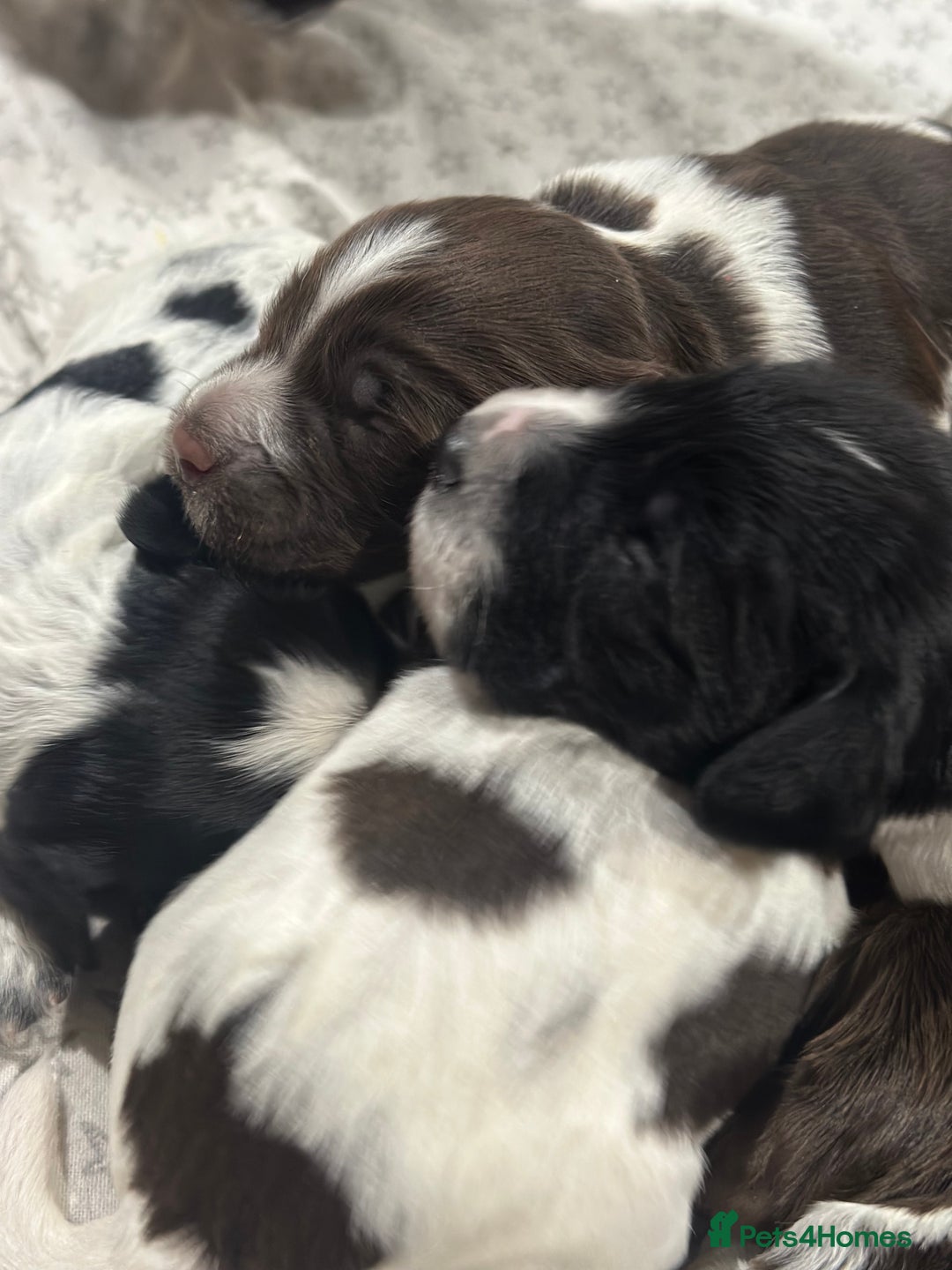 Sprocker dogs for sale: Beautiful sprockers  - Image 21