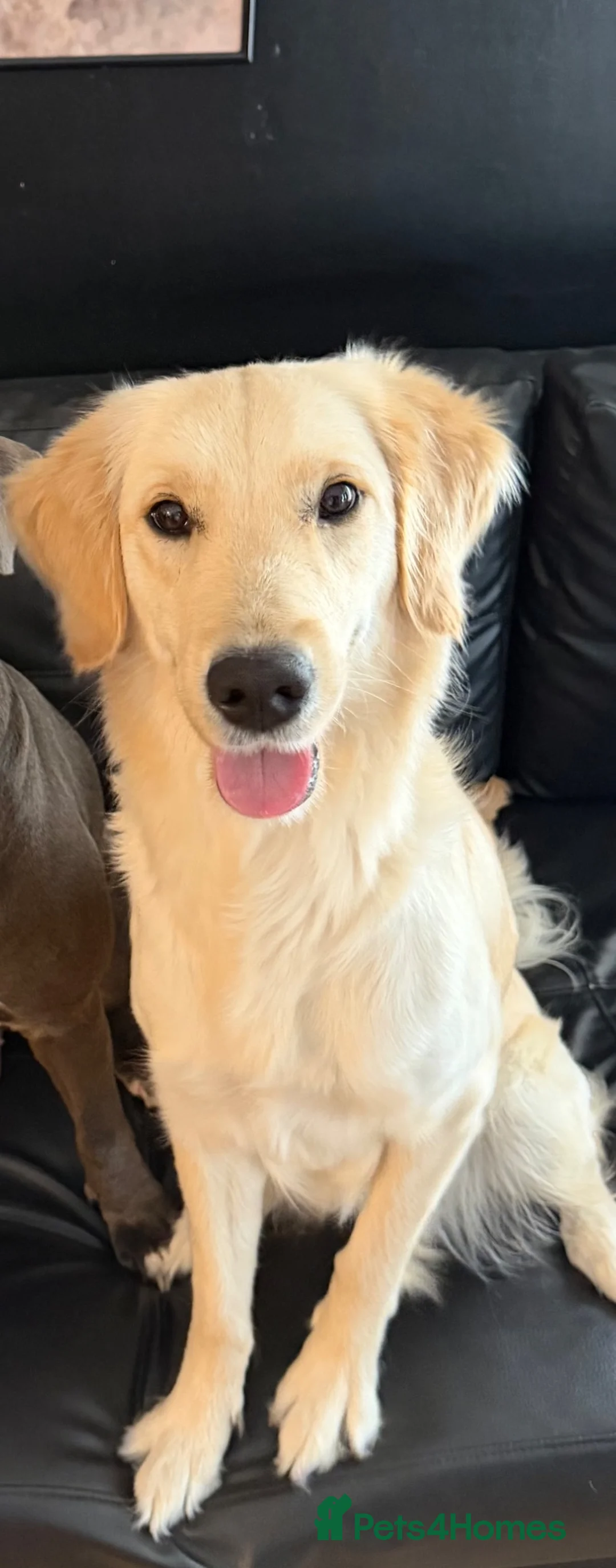 Golden Retriever dogs for sale: Sell my Beautiful bella in Liverpool - Advert 4