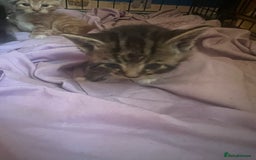 Persian cats for sale: Part pursian kittens for sale  - Image 5