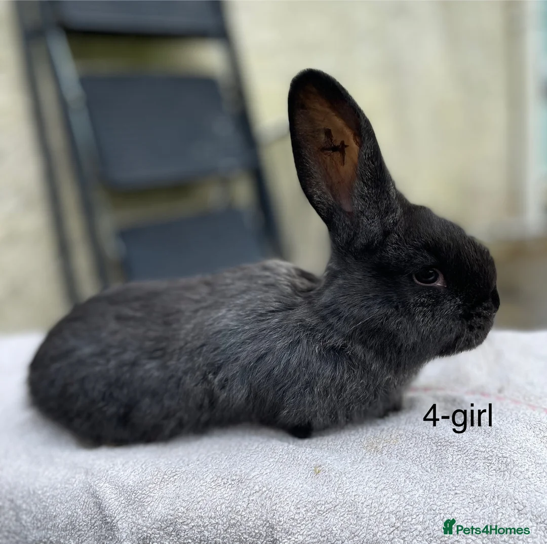 Continental Giant rabbits for sale: 💙5 week old pure bred continental giant 💙 - Advert 1