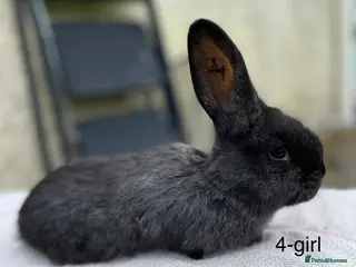 Continental Giant rabbits 💙5 week old pure bred continental giant 💙 - Advert 5