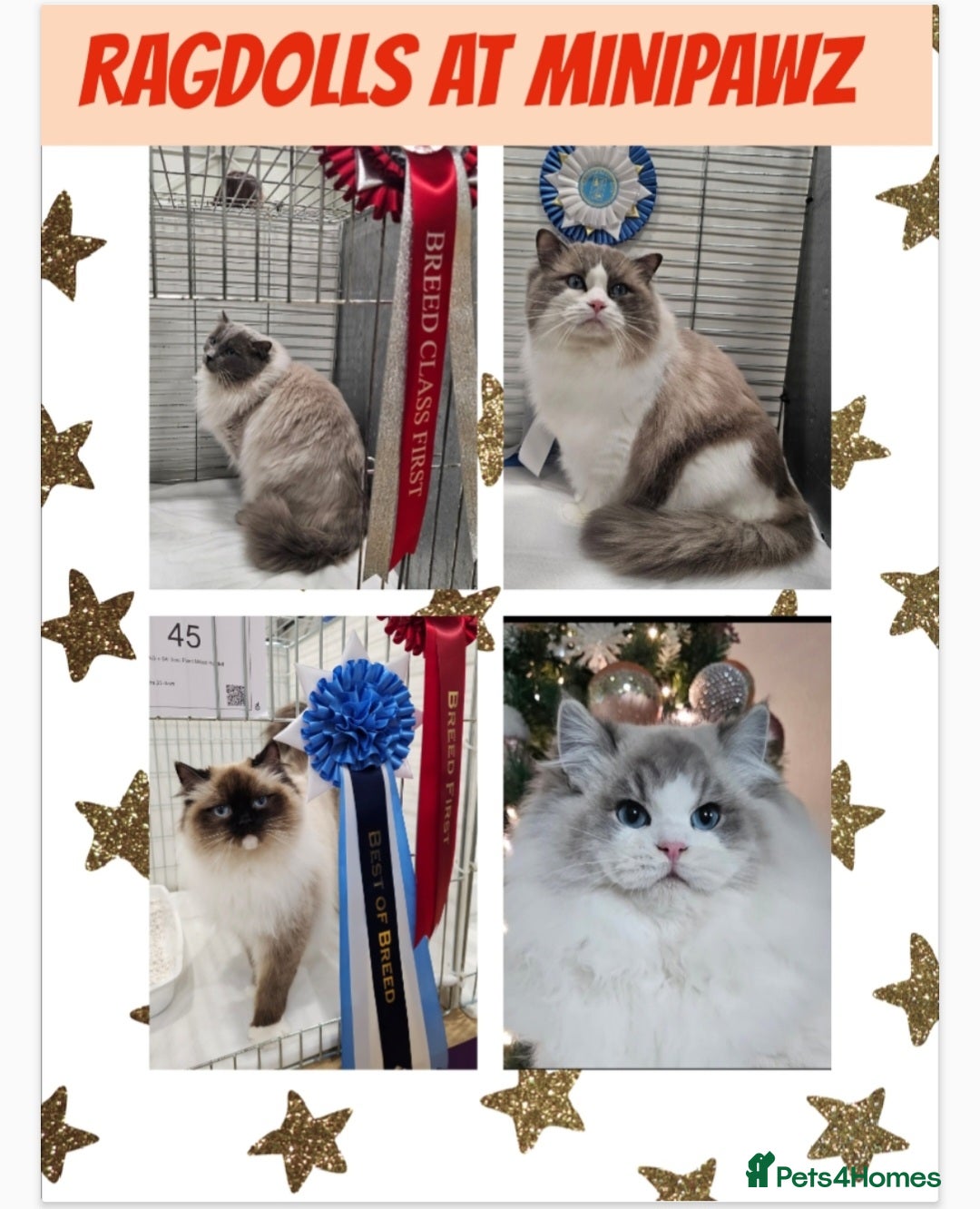 Ragdoll cats for sale: 5⭐️ Council licenced GCCF registered kittens  - Advert 12