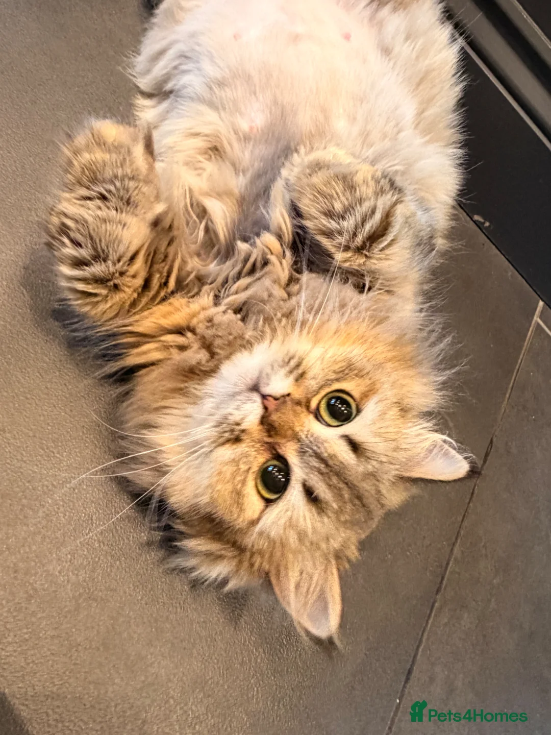 British Shorthair cats for sale: British Shorthair Golden Chinchilla Kittens in London - Advert 2