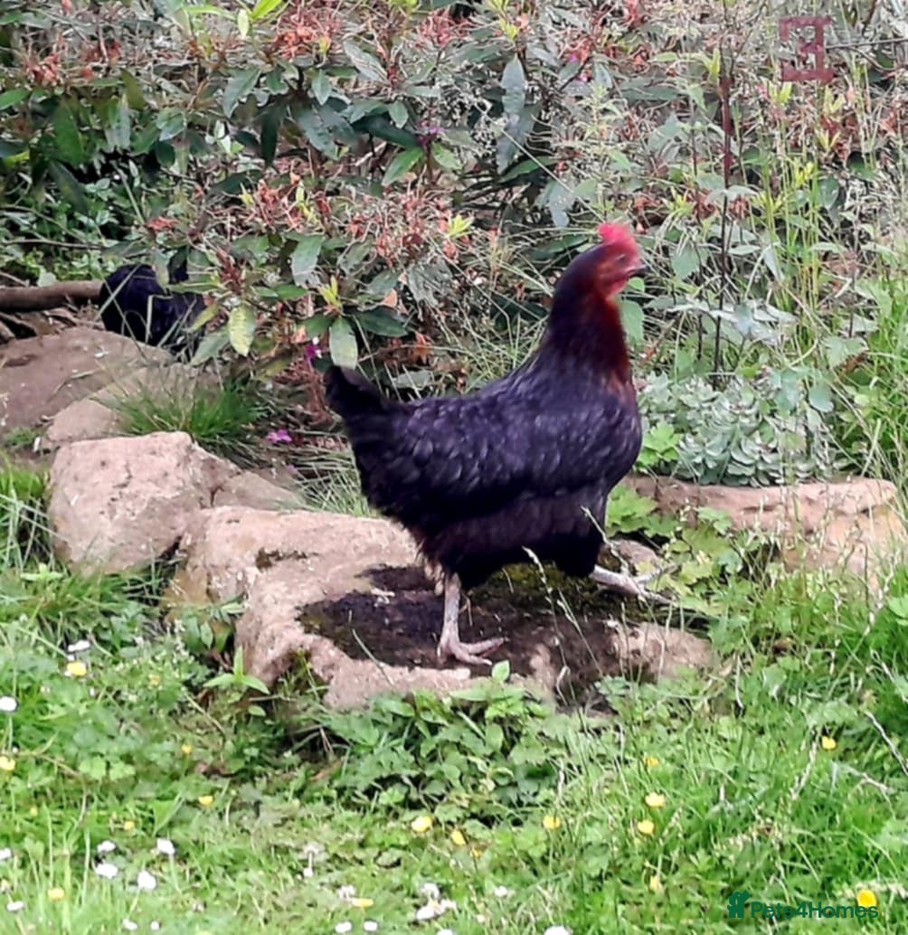 Chickens poultry Beautiful Hen FREE to good home! - Advert 1