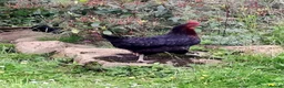 Chickens poultry for sale: Beautiful Hen FREE to good home! - Advert 1