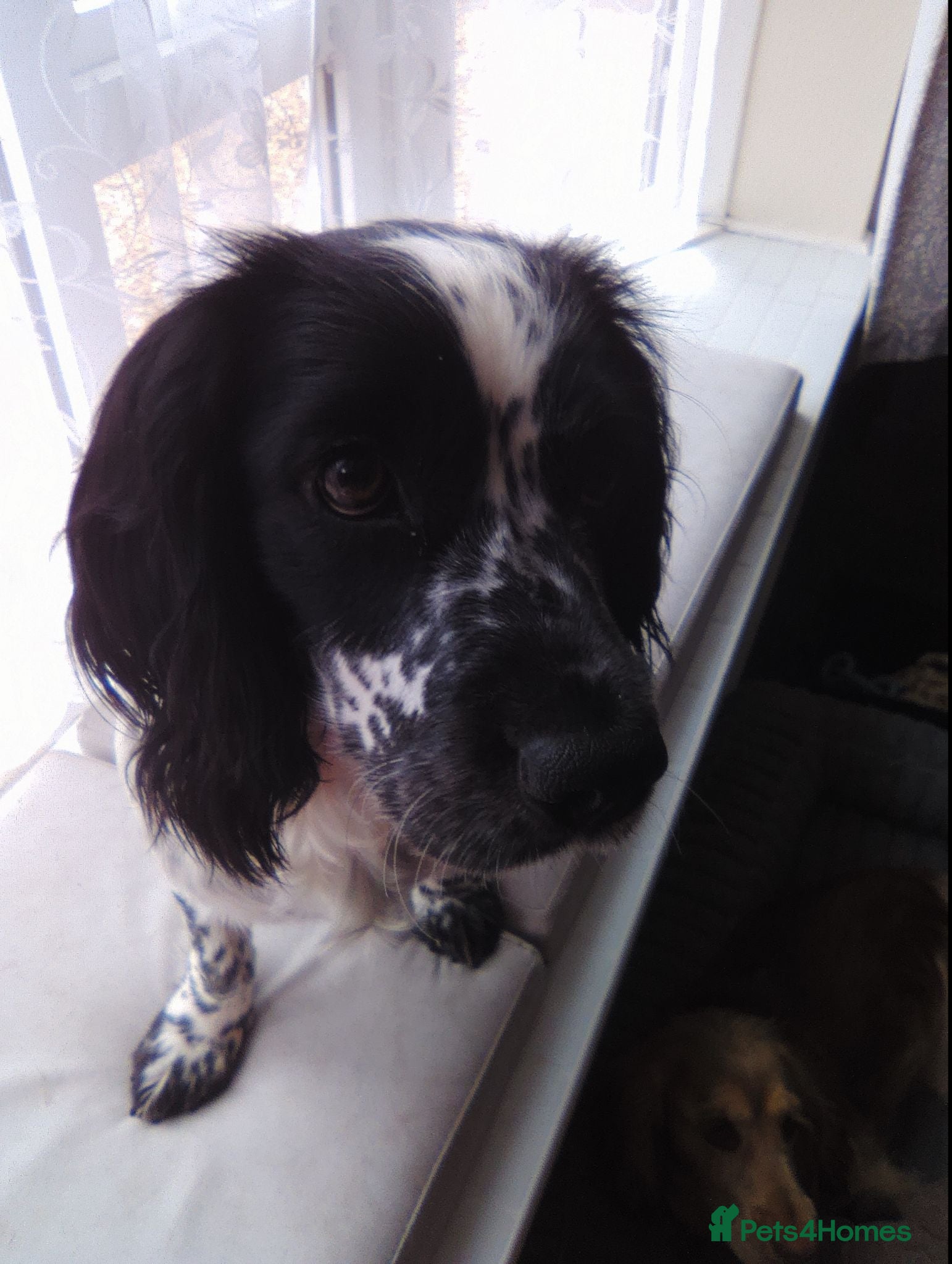 Cocker Spaniel dogs Black and white cocker spaniel  - Advert 13