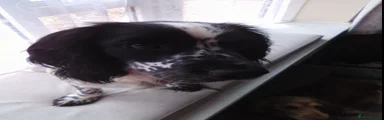 Cocker Spaniel 1