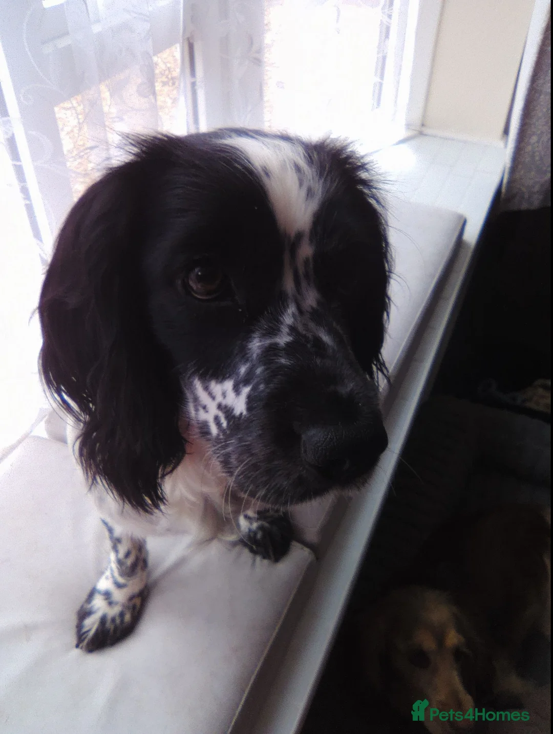 Cocker Spaniel dogs for sale: Black and white cocker spaniel  in Waterlooville - Advert 1